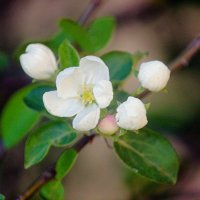 Яблони цветы :: Сергей Кочнев