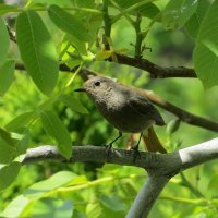 Среди листвы в тенёчке ))) 5 :: Natali 