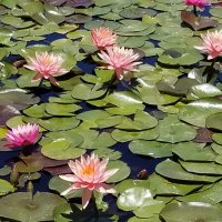 " :: Светлана Хращевская " :: Светлана Хращевская