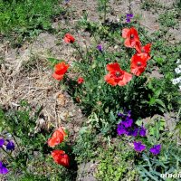 Ростовский май :: Нина Бутко Ростовский май :: Нина Бутко