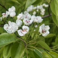 Цветение груши :: Наталия Павлова