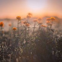 Майское утро. :: Николай Привалов