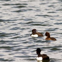 Хохлатая чернеть :: Yuri Chudnovetz