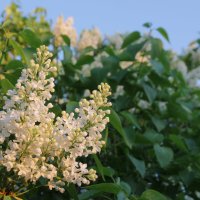 Весна :: Влад Платов