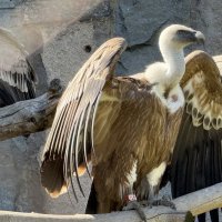 Белоголовый сип из Московского зоопарка :: <<< Наташа >>> Белоголовый сип из Московского зоопарка :: <<< Наташа >>>