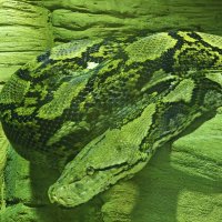 Питон из Московского зоопарка :: <<< Наташа >>>