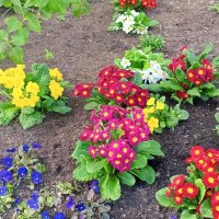 Примулы :: Сапсан 