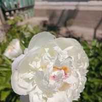 Раскрылся на солнце :: Татьяна Пальчикова