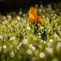 В бескрайнем космосе октябрьской росы. :: Анатолий Щербак