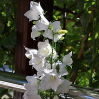 *** :: Игорь Kуленко