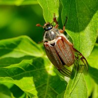 из вчерашней съемки  1 :: Александр Прокудин