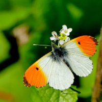 из вчерашней съемки 5 :: Александр Прокудин из вчерашней съемки 5 :: Александр Прокудин