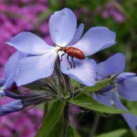 Приятный сюжет :: Александр Ковальчук