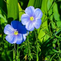 Синий ленок :: Милешкин Владимир Алексеевич Синий ленок :: Милешкин Владимир Алексеевич