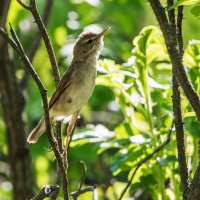 Камышовка. :: Владимир Безбородов Камышовка. :: Владимир Безбородов