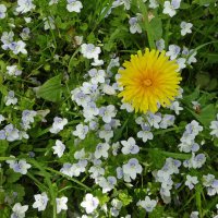 Одуванчик и вероника ползучая :: Лидия Бусурина Одуванчик и вероника ползучая :: Лидия Бусурина