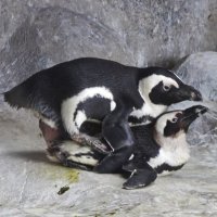 Пингвины :: <<< Наташа >>>