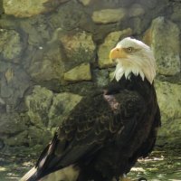 Белоголовый орлан :: <<< Наташа >>> Белоголовый орлан :: <<< Наташа >>>