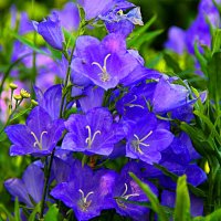 милый цвет :: Николай милый цвет :: Николай