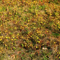 Май...Россыпи желтоцветов! :: Владимир 