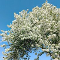 Яблоневое облако :: Любовь Сахарова