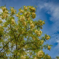 Акация :: Анатолий Чикчирный Акация :: Анатолий Чикчирный