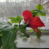 А за окном мороз :: Андрей Хлопонин А за окном мороз :: Андрей Хлопонин