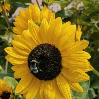 Подсолнух :: Георгиевич Подсолнух :: Георгиевич