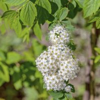 Цветочный человечек :: Валерий Иванович Цветочный человечек :: Валерий Иванович