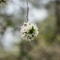 Весна :: Петр 