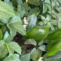 Уже ландыши цветут! :: Вера (makivera)