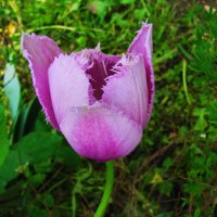 Нежный красавчик :: Людмила Смородинская