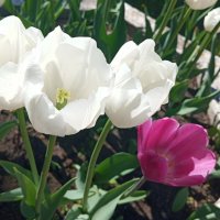 Тюльпаны :: Елена Семигина Тюльпаны :: Елена Семигина