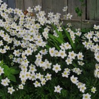 зарисовка :: Елена Шаламова зарисовка :: Елена Шаламова