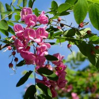 Отцветает акация розовая :: Татьяна Смоляниченко Отцветает акация розовая :: Татьяна Смоляниченко