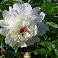 Пионовая нежность мая :: Татьяна Смоляниченко