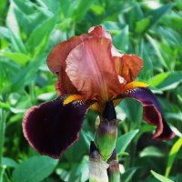 Ирис :: Рита Симонова