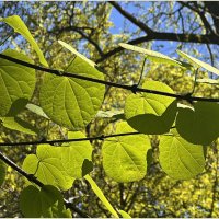 Незнакомая лиана. :: Валерия Комова