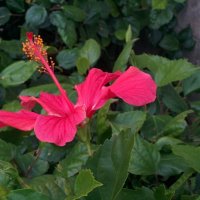 Гибискус :: Светлана Хращевская