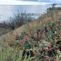 цветы Крыма :: ИРЭН@ .