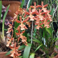 Онцидиум :: ИРЭН@ . Онцидиум :: ИРЭН@ .