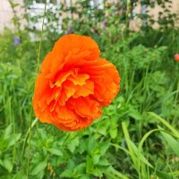 ,,, :: Сергей Тимоновский