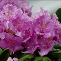 СИРЕНЕВОЕ НАСТРОЕНИЕ... :: Elvira E. СИРЕНЕВОЕ НАСТРОЕНИЕ... :: Elvira E.