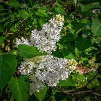 Белая сирень :: Aleksey Afonin