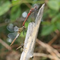 Стрекозы :: ZNatasha -