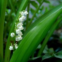 ... :: Елена Пономарева ... :: Елена Пономарева