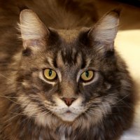 Портрет умного кота :: Нэля Лысенко