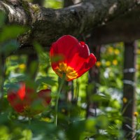 Тюльпан в мае. :: Анатолий Нецепляев