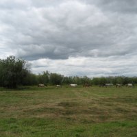 Табун :: Anna Ivanova Табун :: Anna Ivanova