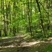 Лес возле родника :: Игорь Ч. Лес возле родника :: Игорь Ч.